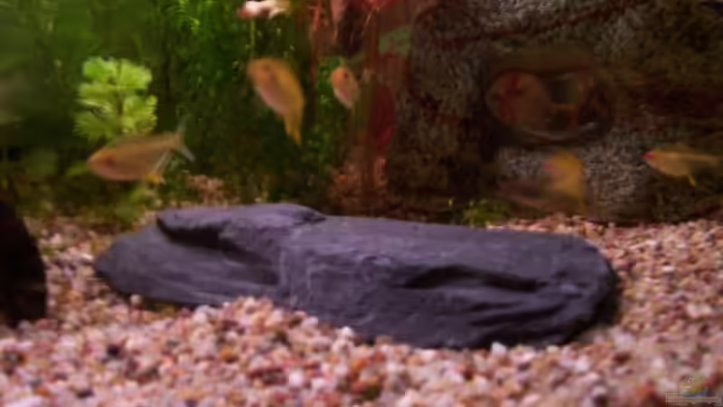 Besatz im Aquarium Becken 11121 von Moritz Tiegs (5)