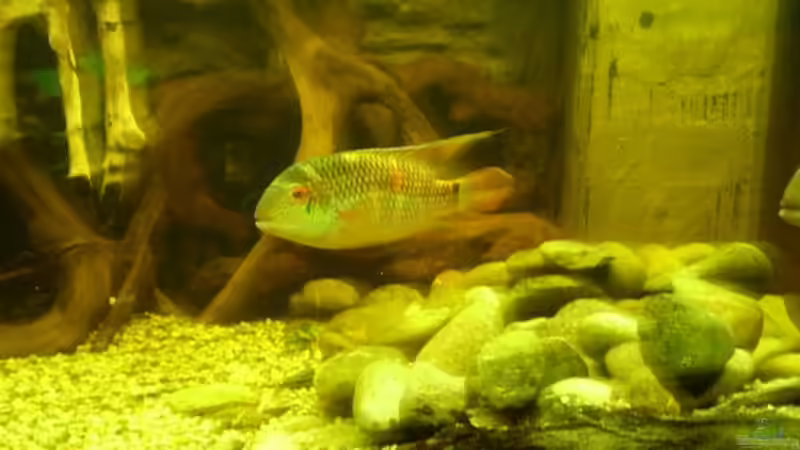 Besatz im Aquarium Becken 11122 von pfauenauge36 (13)