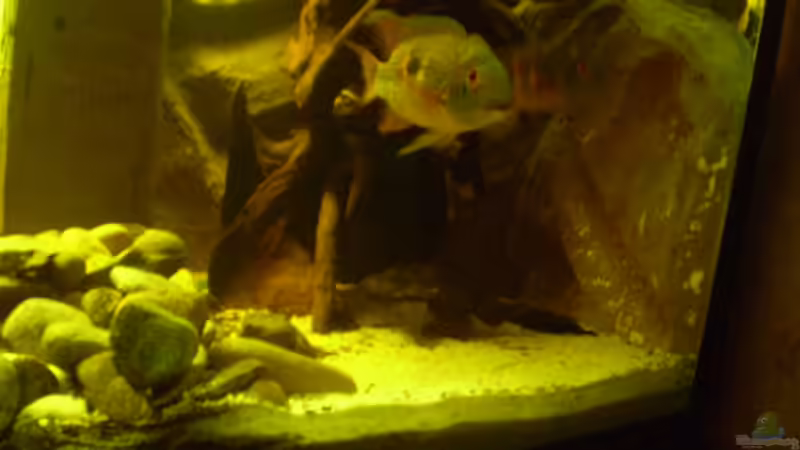 Besatz im Aquarium Becken 11122 von pfauenauge36 (16)