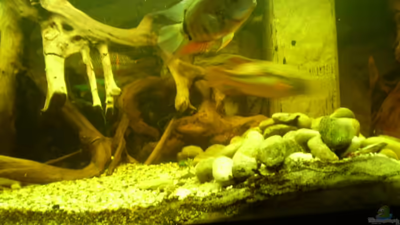 Besatz im Aquarium Becken 11122 von pfauenauge36 (19)