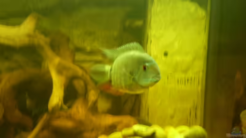 Besatz im Aquarium Becken 11122 von pfauenauge36 (20)