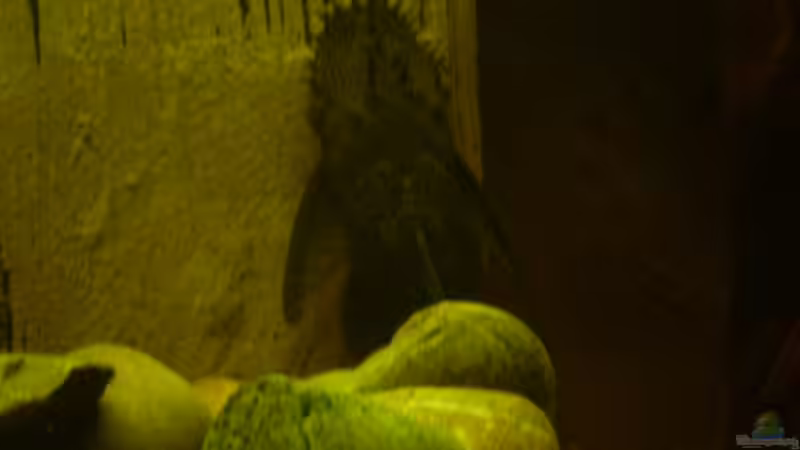 Besatz im Aquarium Becken 11122 von pfauenauge36 (22)