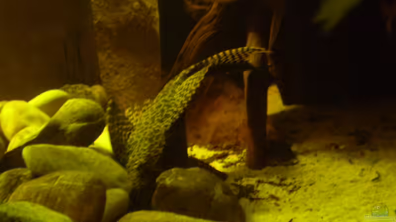 Besatz im Aquarium Becken 11122 von pfauenauge36 (24)