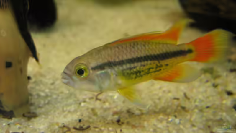 Besatz im Aquarium Becken 11130 von TNTLogge (17)