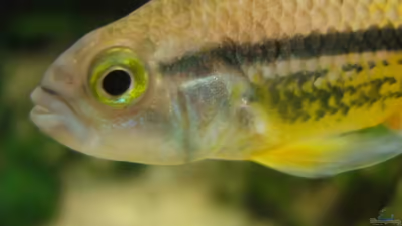 Besatz im Aquarium Becken 11130 von TNTLogge (18)