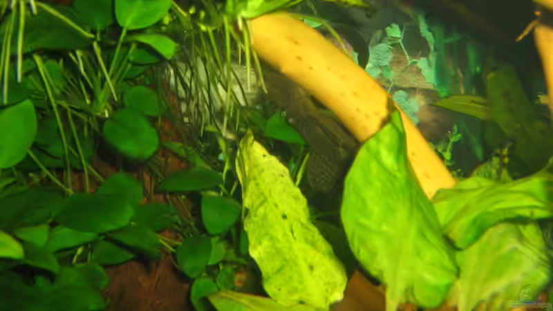 Besatz im Aquarium Becken 11130 von TNTLogge (19)