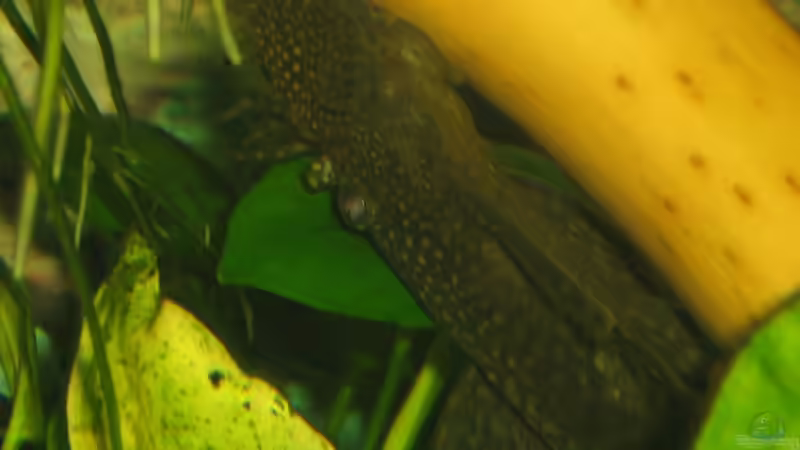 Besatz im Aquarium Becken 11130 von TNTLogge (20)