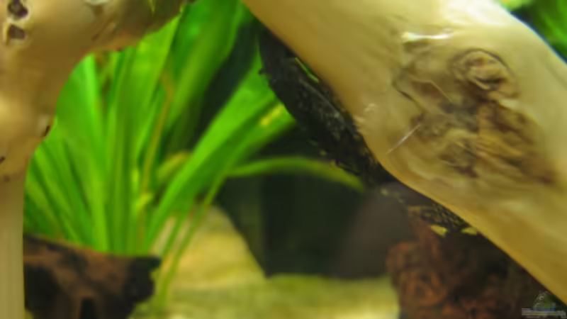 Besatz im Aquarium Becken 11130 von TNTLogge (23)