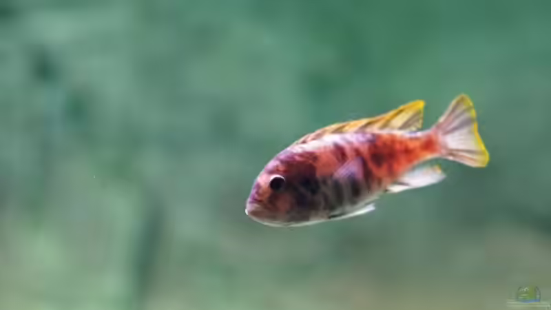 Besatz im Aquarium Becken 11140 von Padi (10)