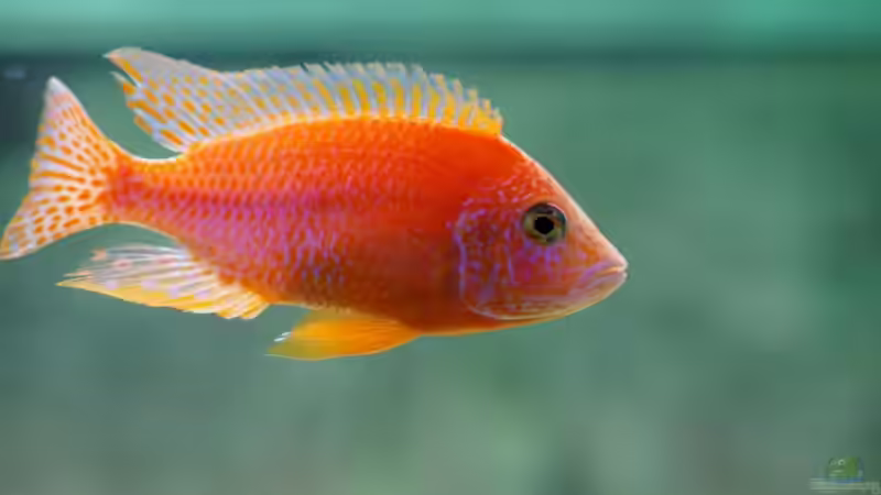 Besatz im Aquarium Becken 11140 von Padi (11)