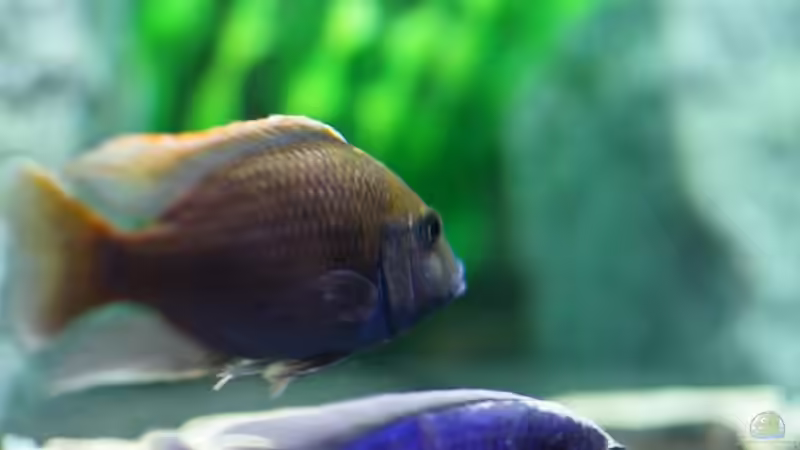 Besatz im Aquarium Becken 11140 von Padi (12)