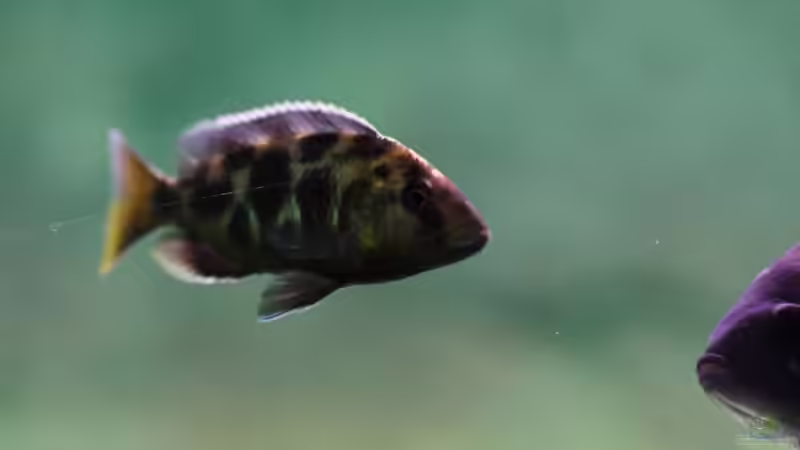 Besatz im Aquarium Becken 11140 von Padi (13)