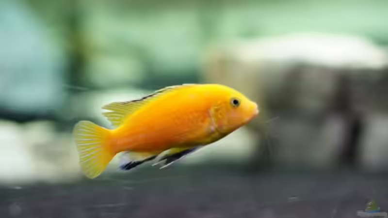 Besatz im Aquarium Becken 11140 von Padi (9)