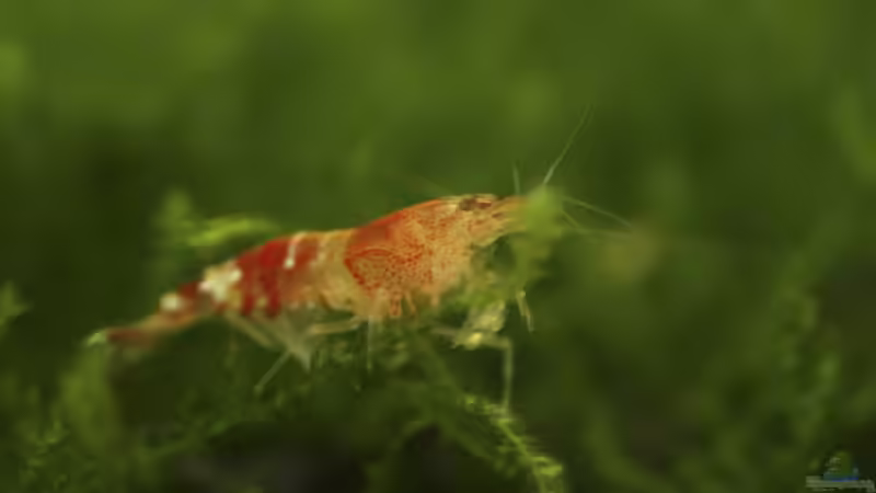 Besatz im Aquarium Becken 11141 von Applehorsti (10)