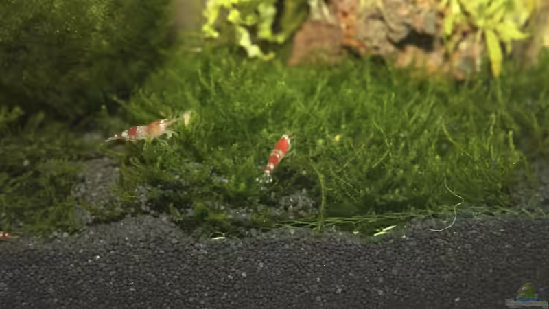 Besatz im Aquarium Becken 11141 von Applehorsti (8)