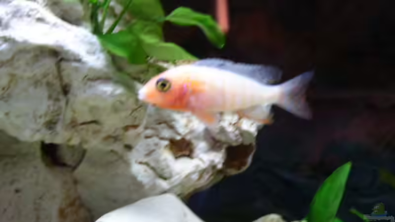 Besatz im Aquarium Becken 1115 von Michael Meier (9)