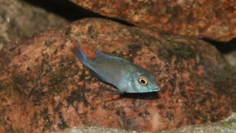 Besatz im Aquarium Becken 11155 von Mandy Henschel (11)