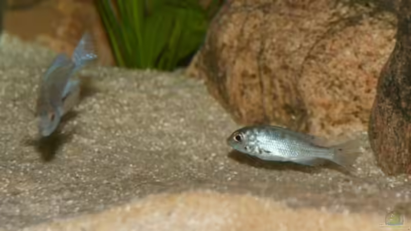 Besatz im Aquarium Becken 11155 von Mandy Henschel (12)