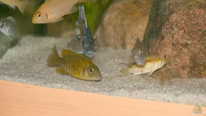 Besatz im Aquarium Becken 11155 von Mandy Henschel (15)