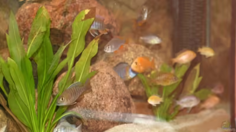 Besatz im Aquarium Becken 11155 von Mandy Henschel (16)