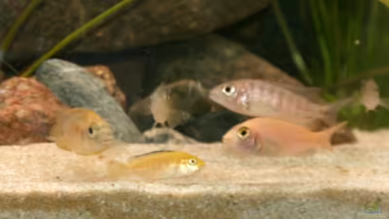 Besatz im Aquarium Becken 11155 von Mandy Henschel (20)