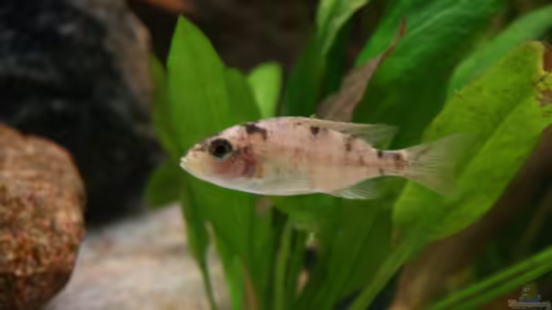 Besatz im Aquarium Becken 11155 von Mandy Henschel (21)