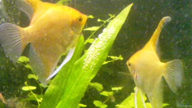 Besatz im Aquarium Becken 11168 von Volker Prager (11)