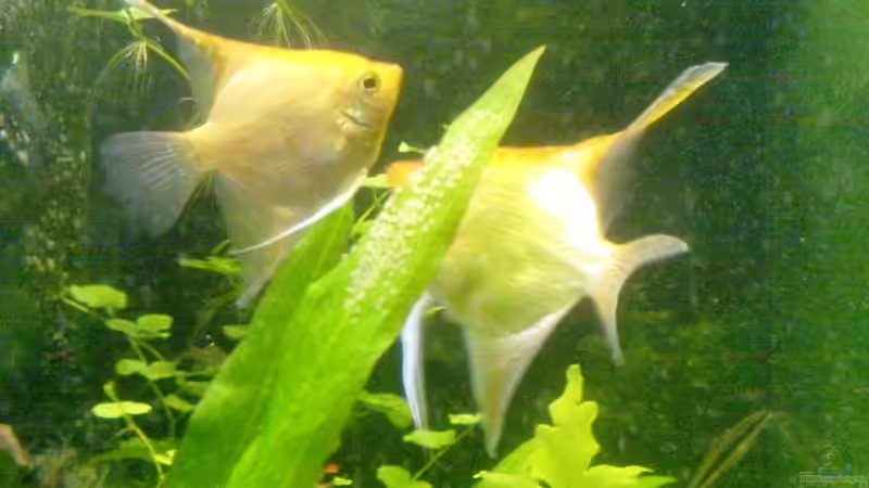 Besatz im Aquarium Becken 11168 von Volker Prager (12)