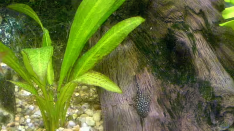 Besatz im Aquarium Becken 11168 von Volker Prager (9)