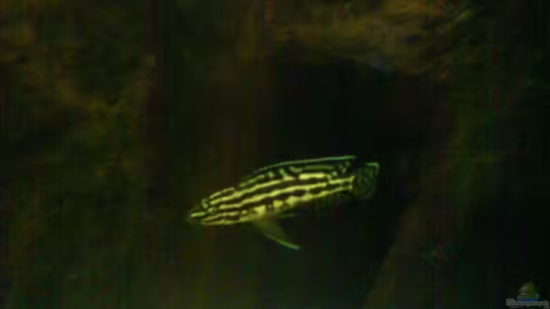 Besatz im Aquarium Becken 11170 von Alexander Stein (10)