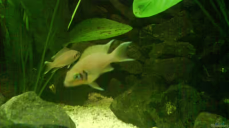 Besatz im Aquarium Becken 11170 von Alexander Stein (11)