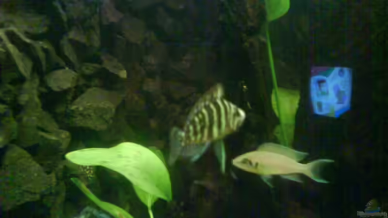 Besatz im Aquarium Becken 11170 von Alexander Stein (12)