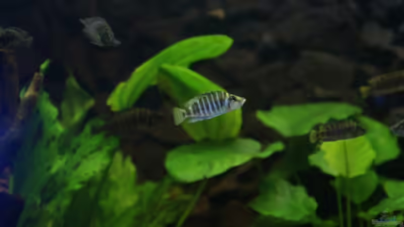 Besatz im Aquarium Becken 11170 von Alexander Stein (15)