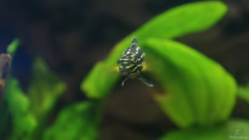 Besatz im Aquarium Becken 11170 von Alexander Stein (16)