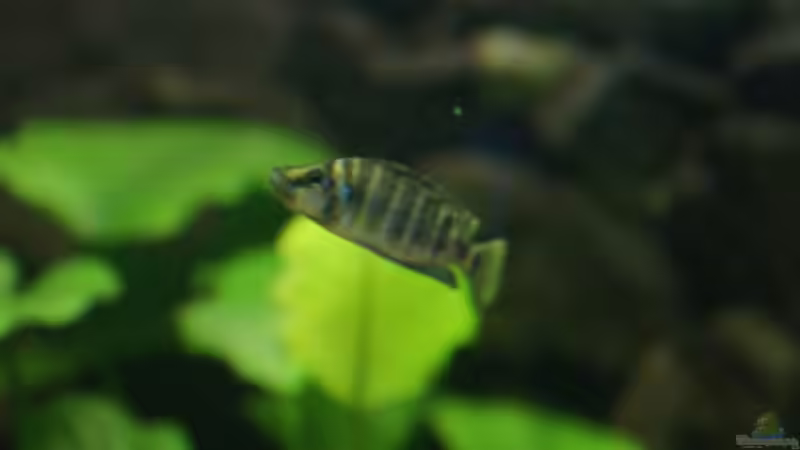 Besatz im Aquarium Becken 11170 von Alexander Stein (17)