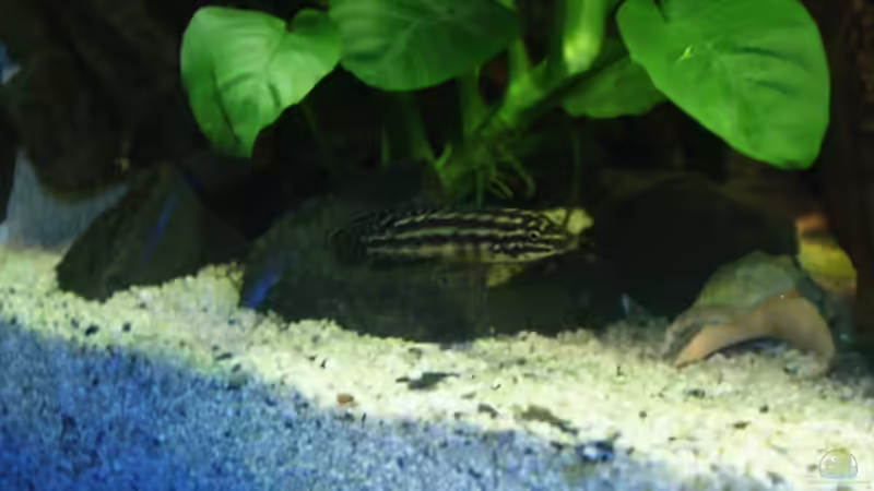 Besatz im Aquarium Becken 11170 von Alexander Stein (18)