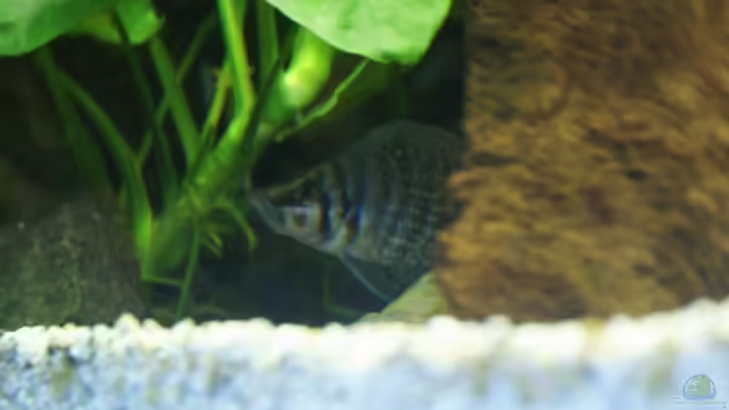 Besatz im Aquarium Becken 11170 von Alexander Stein (19)