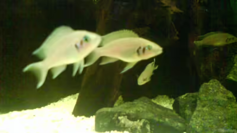 Besatz im Aquarium Becken 11170 von Alexander Stein (9)