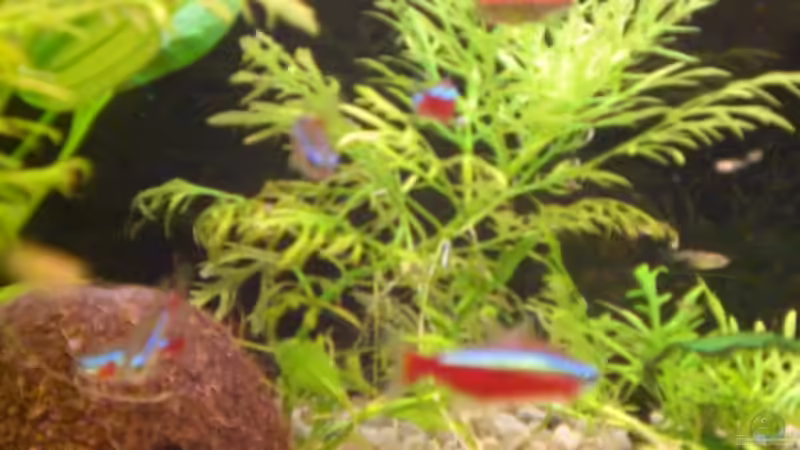 Besatz im Aquarium Becken 11180 von Spike (5)