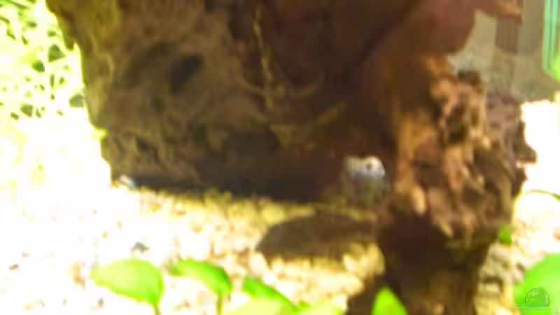 Besatz im Aquarium Becken 11180 von Spike (6)