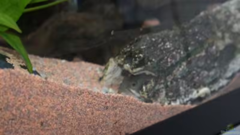 Besatz im Aquarium Becken 11186 von Taki (3)