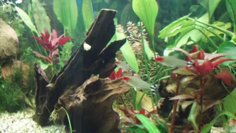 Besatz im Aquarium Becken 11189 von Jason (32)