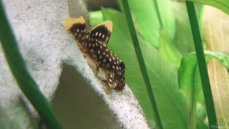 Besatz im Aquarium Becken 11189 von Jason (34)