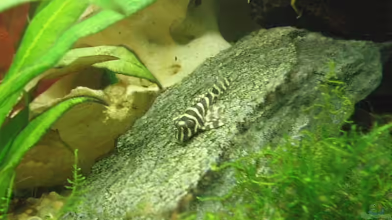 Besatz im Aquarium Becken 11189 von Jason (37)