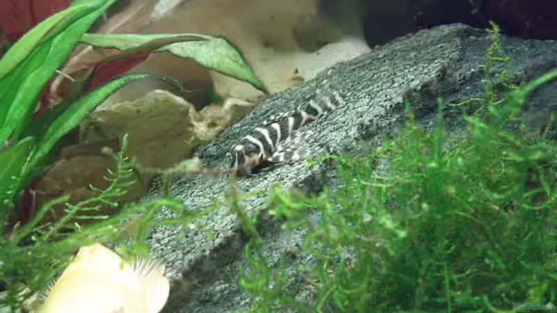 Besatz im Aquarium Becken 11189 von Jason (38)