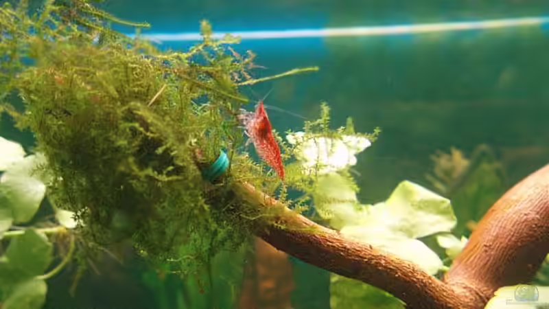 Besatz im Aquarium Becken 11189 von Jason (40)