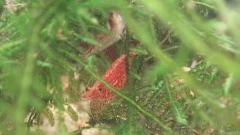 Besatz im Aquarium Becken 11189 von Jason (41)