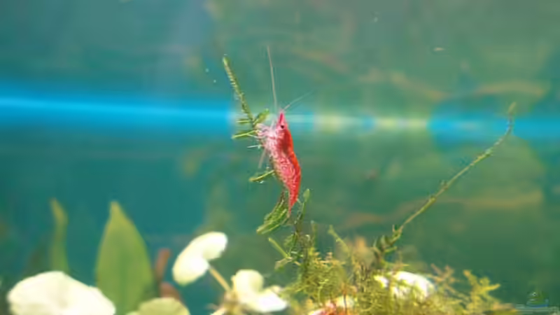 Besatz im Aquarium Becken 11189 von Jason (44)