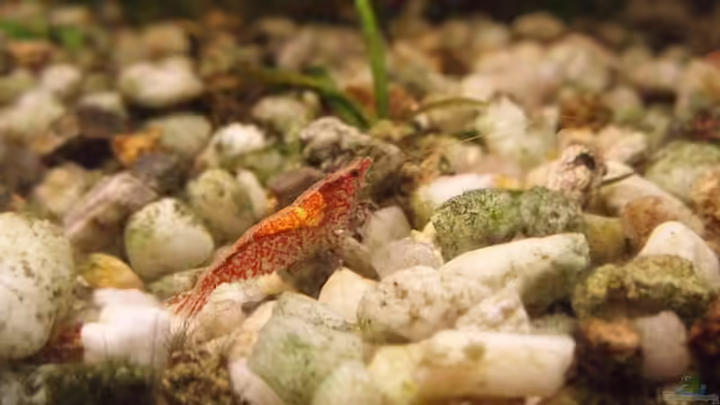 Besatz im Aquarium Becken 11189 von Jason (45)