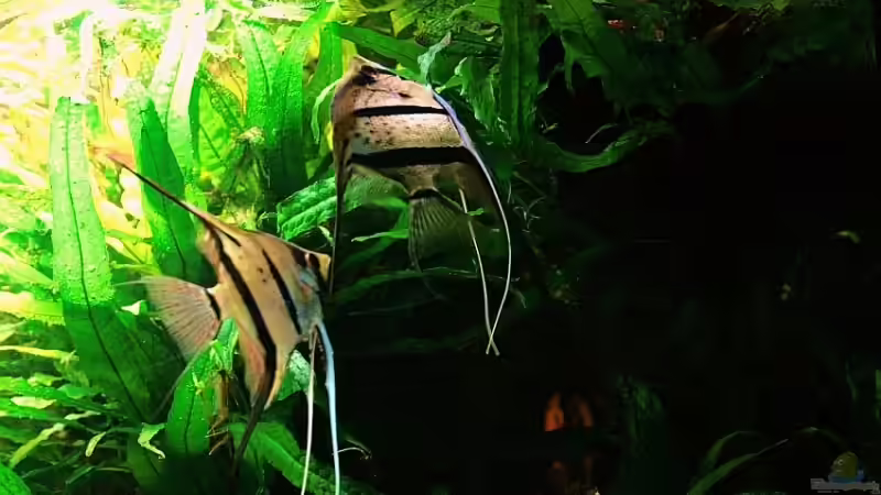 Besatz im Aquarium Becken 11196 von Grobi (43)